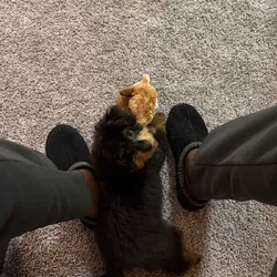 Rehoming for our Puppy
