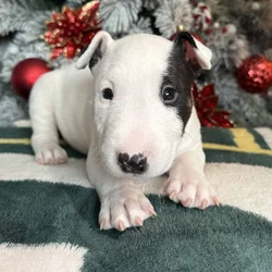 AKC Bull Terrier Puppies