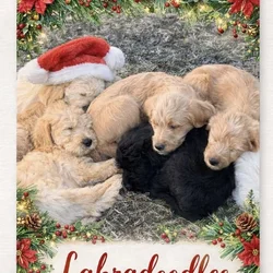 Labradoodles