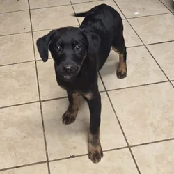 Holiday puppies lab mix