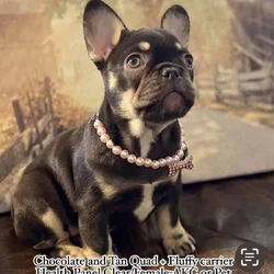 Chocolate and Tan Female French Bulldog