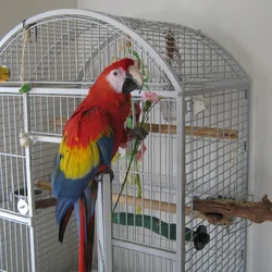 Skarlet macaw looking for a friend