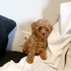 ✨ 8-Week-Old Toy Poodle Puppy For Sale ✨ Adorable