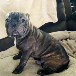 French Bulldog for sale “Sirloin”