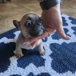 Puppies for sale french bulldog