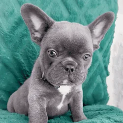 Dasher the Blue AKC Frenchie Puppy