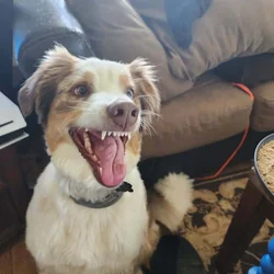 Fun happy Aussie needs home
