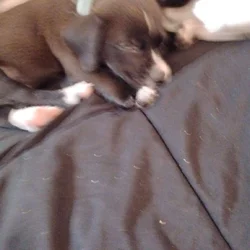 Cute and lovable puppy