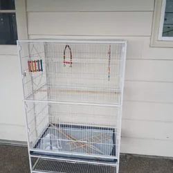 Male and female Lovebirds for sale