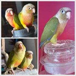 Greencheek Conures- Pineapple