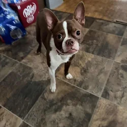 Boston terrier
