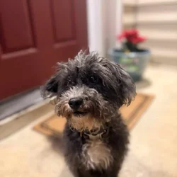 Maltipoo needs to be Rehomes