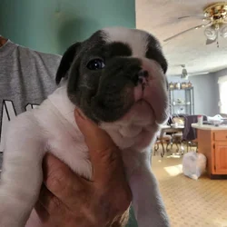 French bulldog puppies