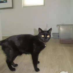 Female cat needs to be rehomed