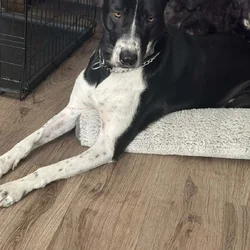 Sweet 2-Year-Old Pointer Mix Seeking a Loving Fore