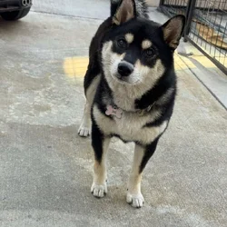 Japanese Imported Shiba Girl