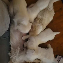 Puppy for sale