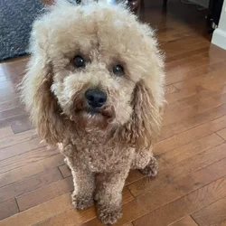 F3 petite mini goldendoodle male