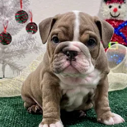 English Bulldog Puppies