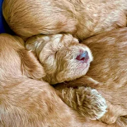 GoldenDoodle-Bue Haven Goldendoodle's