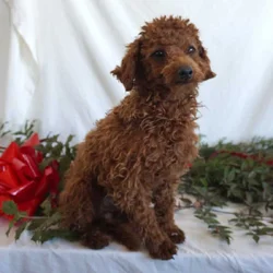 Buster-F1B Mini Goldendoodle