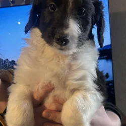 Rough collie/sheepadoodle mix