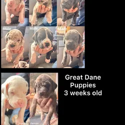 Great Dane Puppies | Gentle Giants in