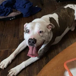 Looking for a new family!