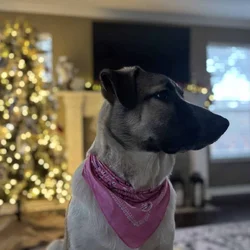 German Shepherd Mix free to a good home