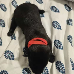 AKC BELGIAN MALINOIS PUPS