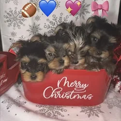 BEAUTIFUL 9WK OLD CHRISTMAS PUPPIES!!!
