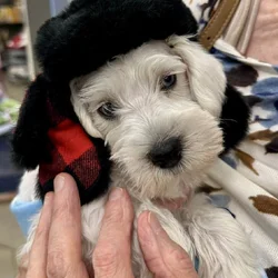 10 week old Miniature Schnauzer