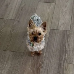 Lovable Yorky for sale