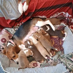 Bogle puppies (mom beagle full. Dad Boxer / lab)