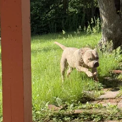 Full Breed American Pocket Bully