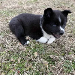 Aurora the Pomsky