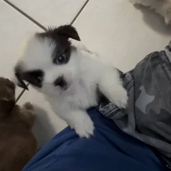 Shih Tzu Puppies