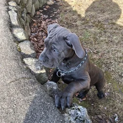 Beautiful Female Cane Corso Puppy