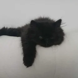 Black persian kitten