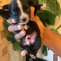 Puppies for Sale