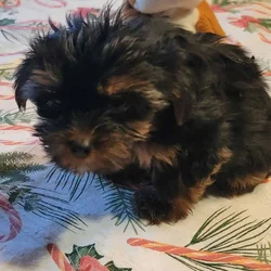 Maxwell. AKC