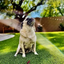 Loving 8-Year-Old Pug Looking for a Forever Home