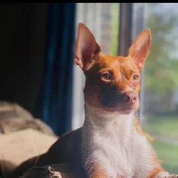 Milo needs a new home
