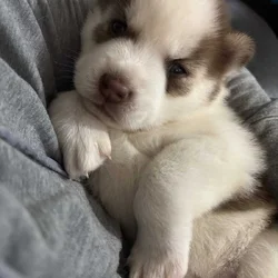 Alusky Puppies