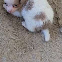 Male lavender and white long haired Chihuahua pupp