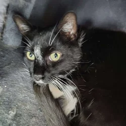 Sweet 12‑Year‑Old Tuxedo Cat Looking for a New Hom