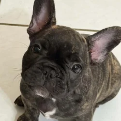 AKC Female French Bulldog