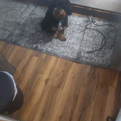 Dog needs a good home