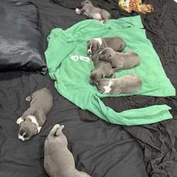 American Bully Puppies For Sale