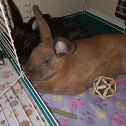 2 Bunny's a male and female spayed and neutered